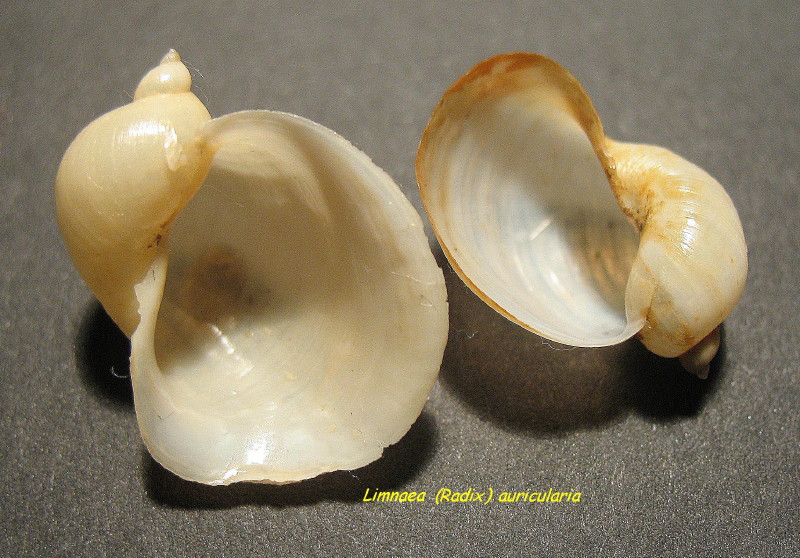 Radix auricularia